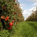 haspengouwse-oogstfeesten-zetten-fruitoogst-in-de-kijker-id1330430-1000x800-n